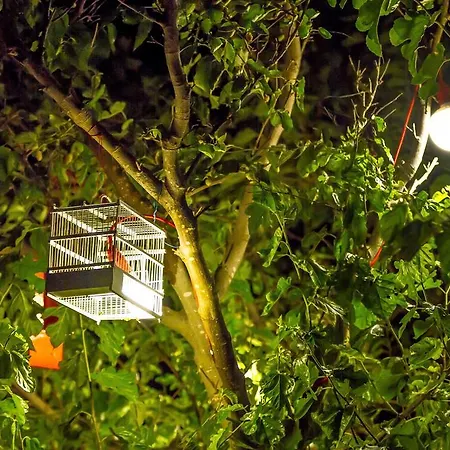 Hotel Zorbas Santorini